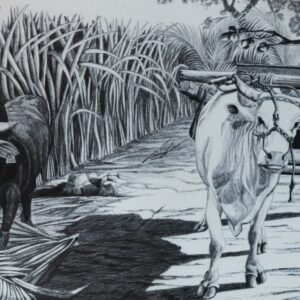 Une charette ek son boeuf moka